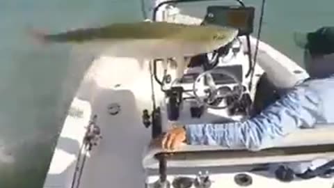 Fish trolling fisherman.😂