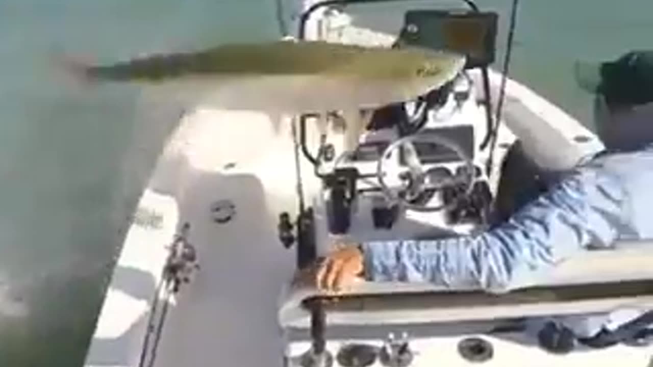 Fish trolling fisherman.😂