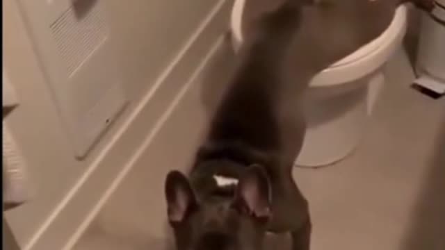 Very funny pug. He pissing in human toilet.