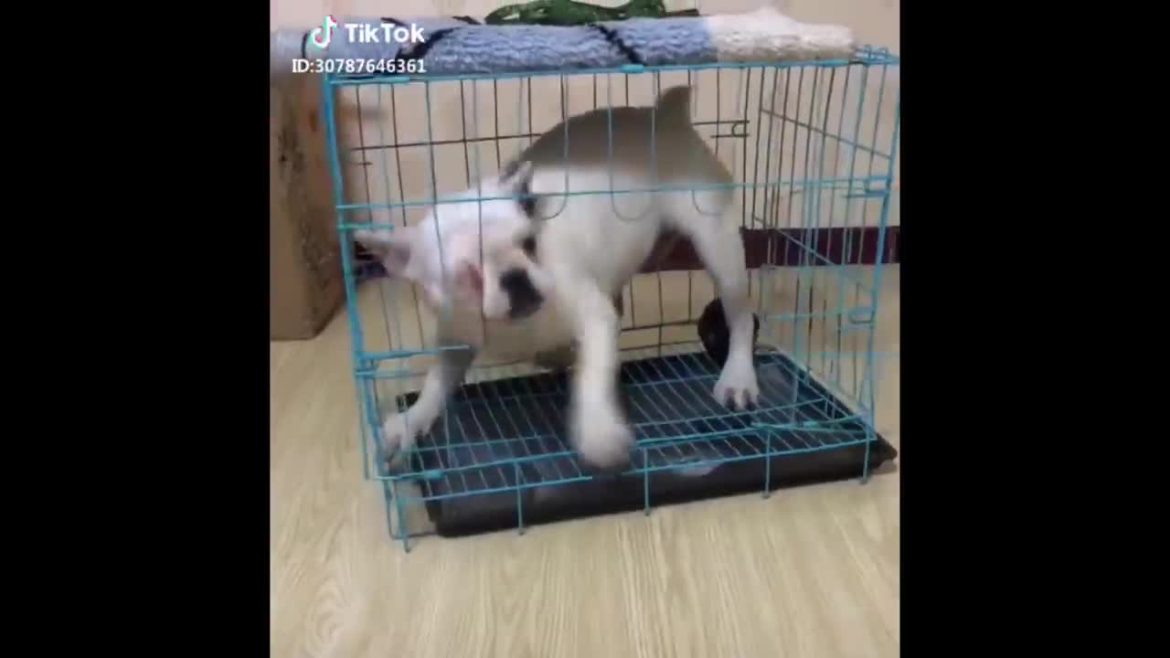 Funny Puppies & Kittens Compilation