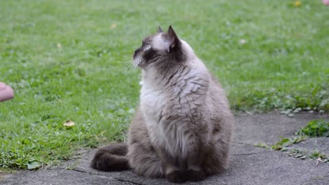 Adorable Cats