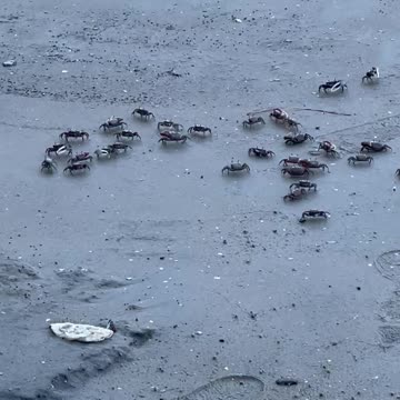 Little Crabs at Low Tide