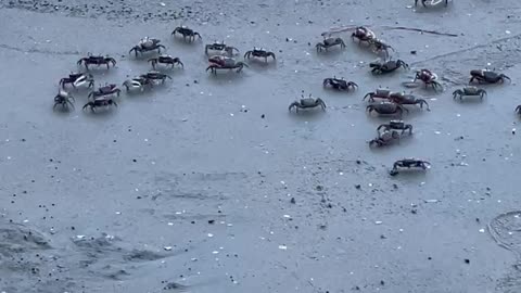 Little Crabs at Low Tide