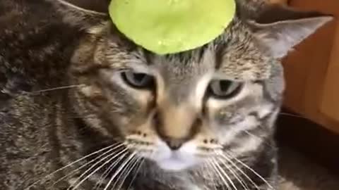Amazing funny cat video Watchtill END 😆😆