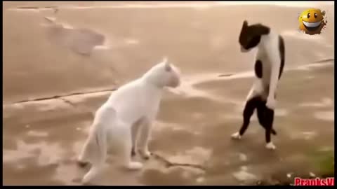 Most adorable funny cat videos