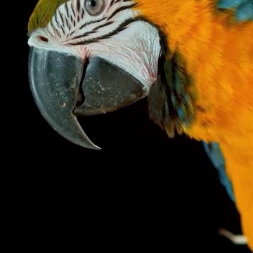 Slow motion footage of the beauty of birds