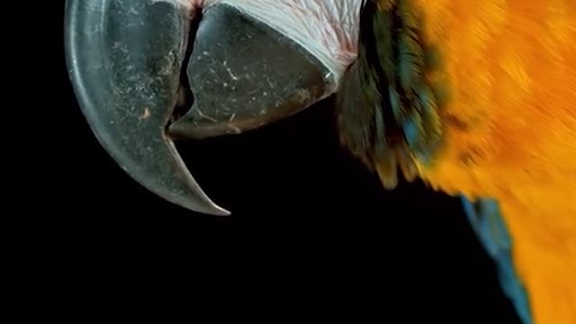 Slow motion footage of the beauty of birds