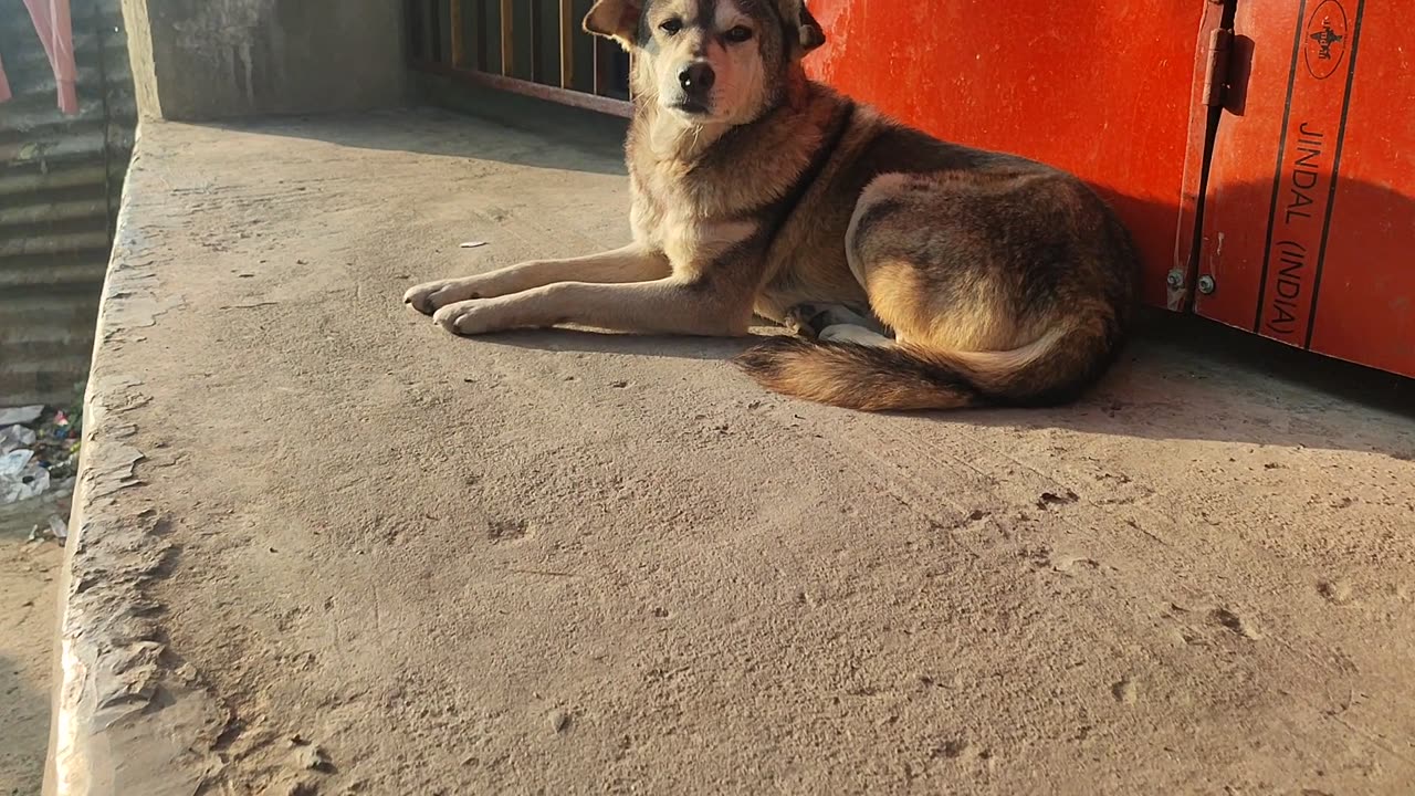 THE DOG 🐶🐕WAS VERY NICE TOO SIDE IN A SUN HEAT OF THE LIGHT|| #Funnydogs #funny #dogs #pets