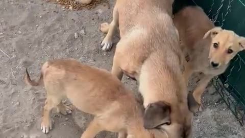 1kg mamanıza talibim sizler olmadan yetişmem çok zor 😞