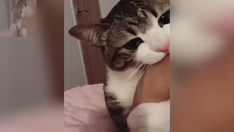 Does this cat look like your girlfriend？