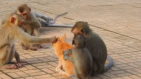 Monkey vs dog real fight | funny dog vs Vv monkey video | funny video | comedy Vi...