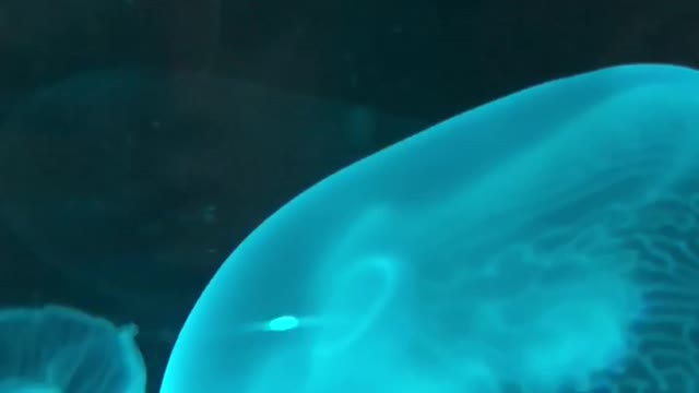 Blue jellyfish floats in fish tank water