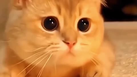 Funny animals video🤣😂🤣😂