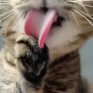 猫の舌でなめられると痛い