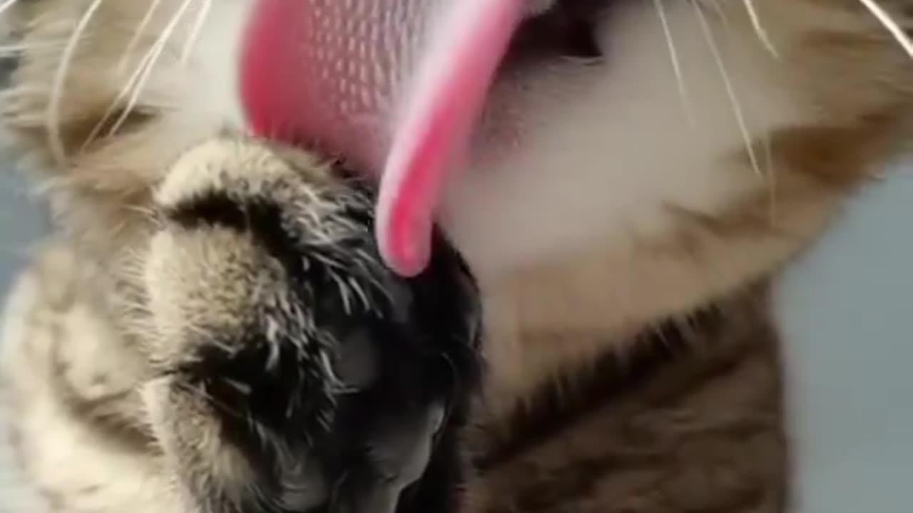 猫の舌でなめられると痛い