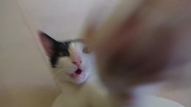 The adventure of the white cat episode 3
