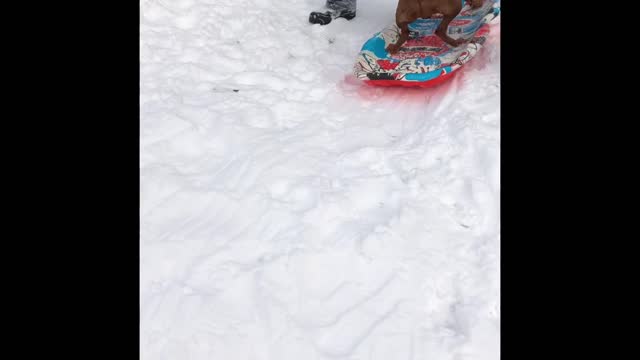 Ruby the Vizsla Learning How to Sled