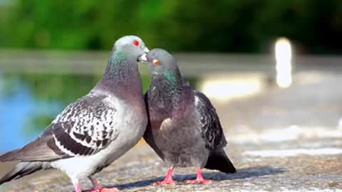 Love bird kissing parrot