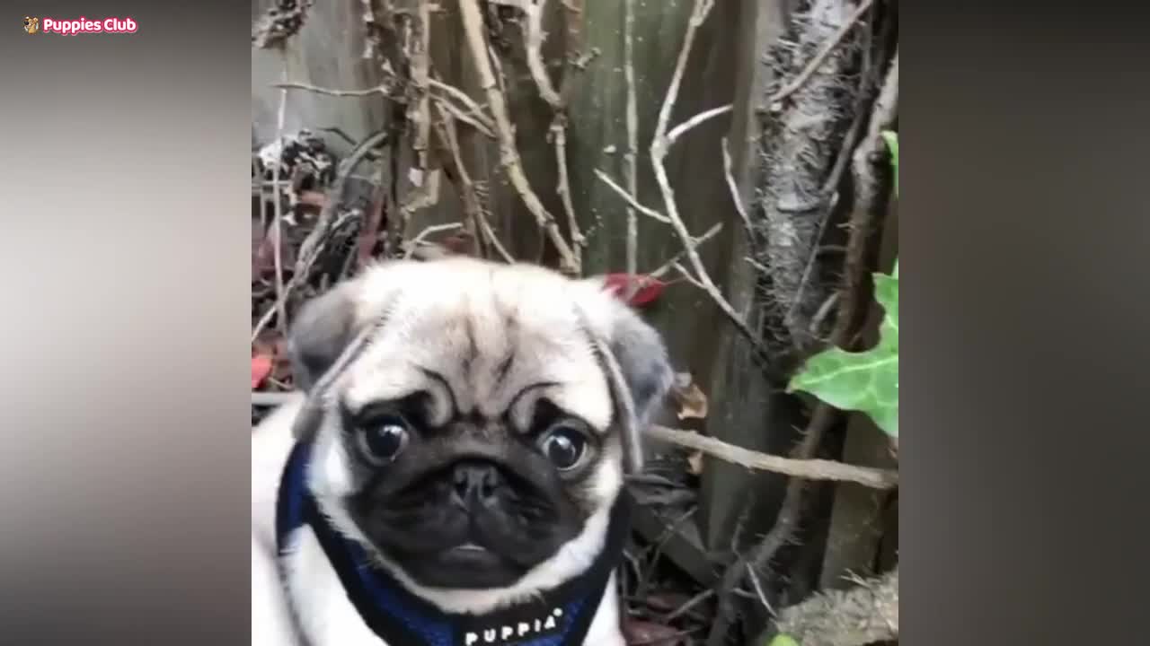 Cute Pug Videos