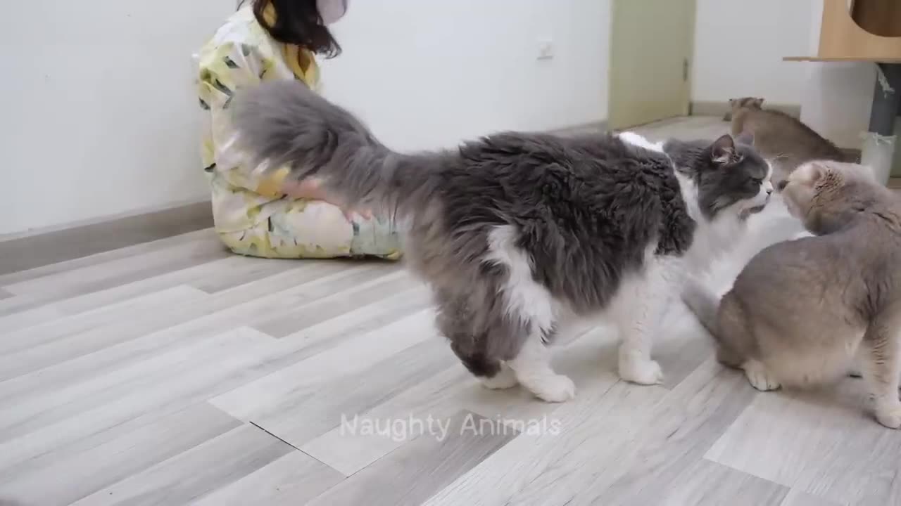 Funny Animal Videos🤣🤣🤣🤣🤣