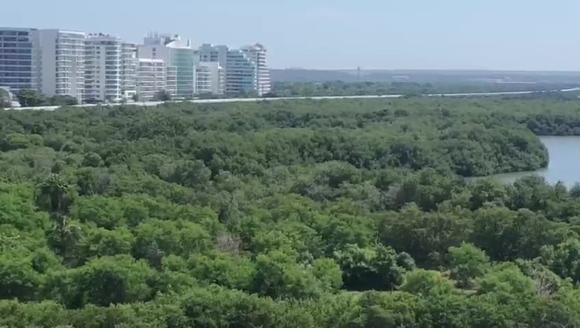 Lo que debe saber sobre la supuesta tala de mangle en La Boquilla