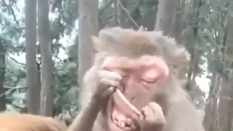 Funny monkeys#funny video clip