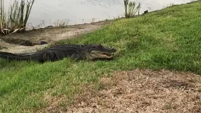 Police Release Gator From Garage