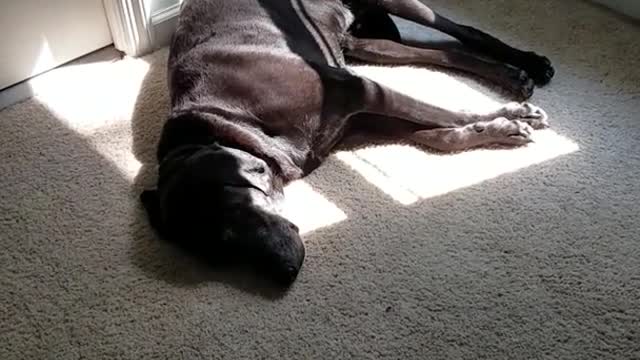 Two lazy dogs just laying