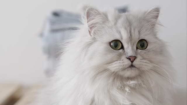 I'm a white lion, aren't I handsome