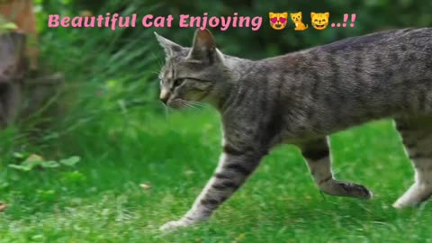 Beautiful Cat Enjoying 😻🐱🐈..!!