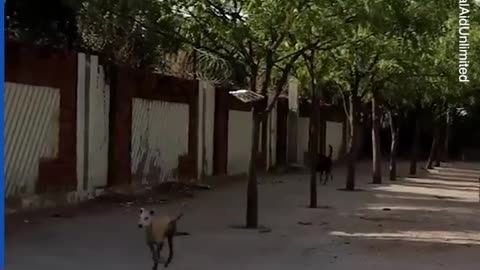 Volunteers feed stray animals in India
