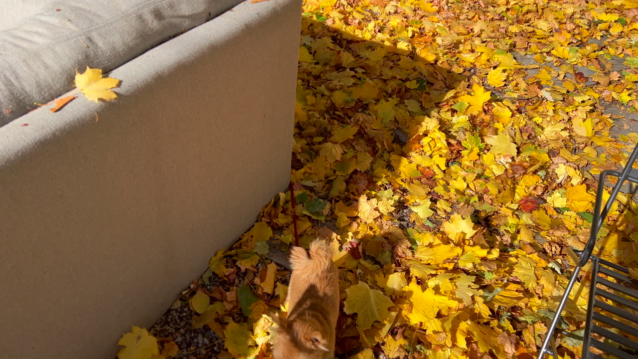 More chasing fun in Yellow Leaves!