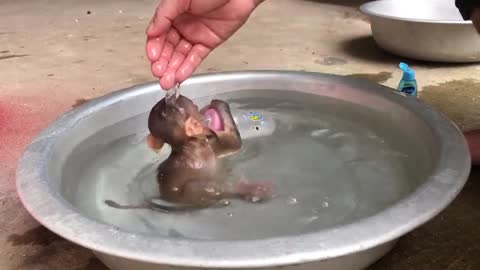 Baby Monkey TONY Diving and Drink Milk