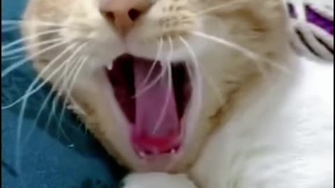 Cats have very sharp teeth