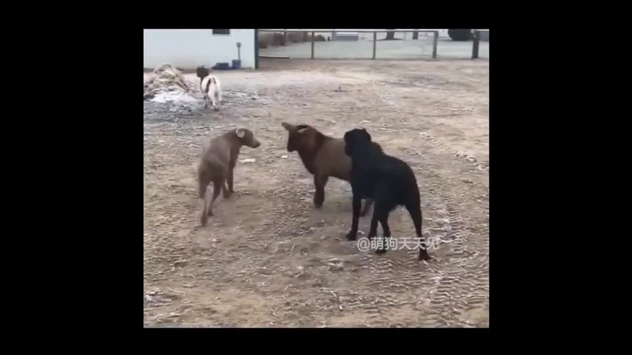 Animals never fail to make us laugh Super funny animal compilation, 🐶 Confuse Behavior