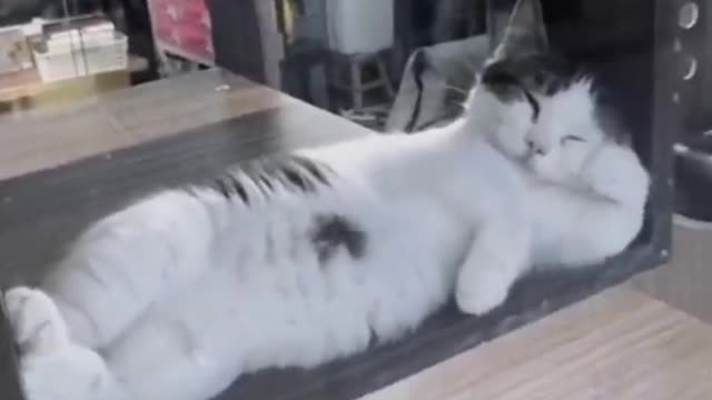 CUTE CAT VIDEO SLEEP CAT