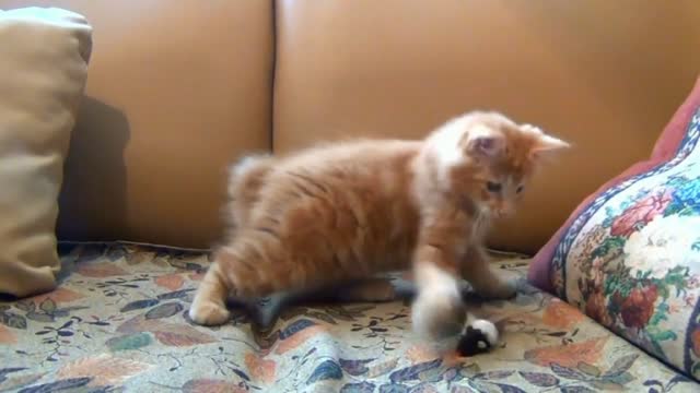 Funny Cat Baby#Playing Cat#Cute Kittie#Cute Cat Baby.