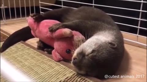 cute and funny otters