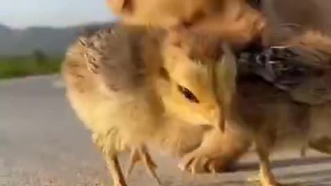 Cute puppy with adorable chick's 🐕 🐤🐥