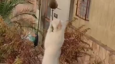 Funny Animals 😁