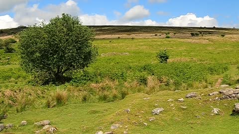 GoPro. Highland cows Dartmoor. Wildcamping