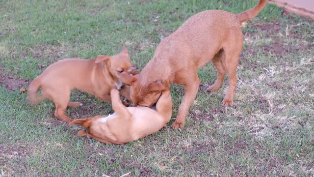 The play scene of 3 puppies is so innocent