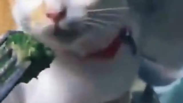 Cat funny video