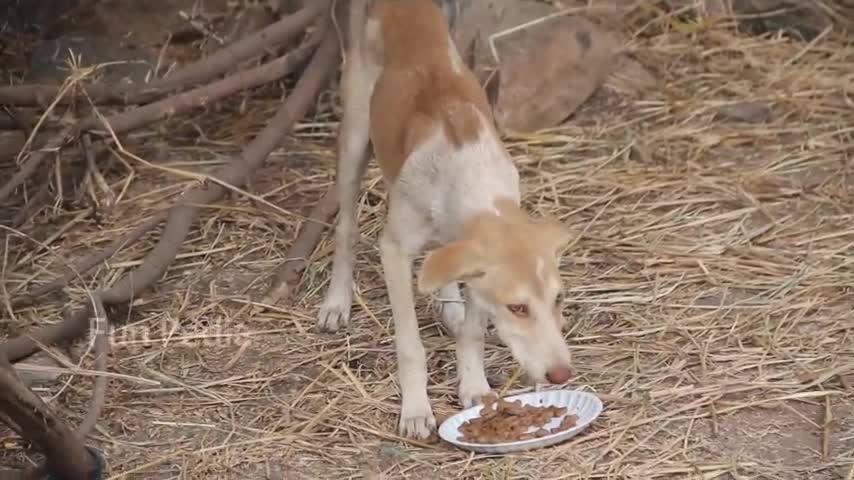 Fake big Lion 🦁 Prank Dog 🐕 so funny can not stop Laugh must watch