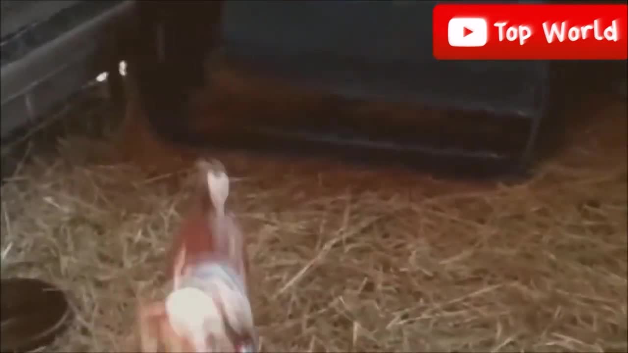 screaming goats