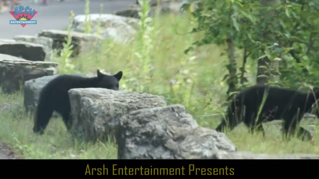 Bear Cubs Play in the Road - Too Cute