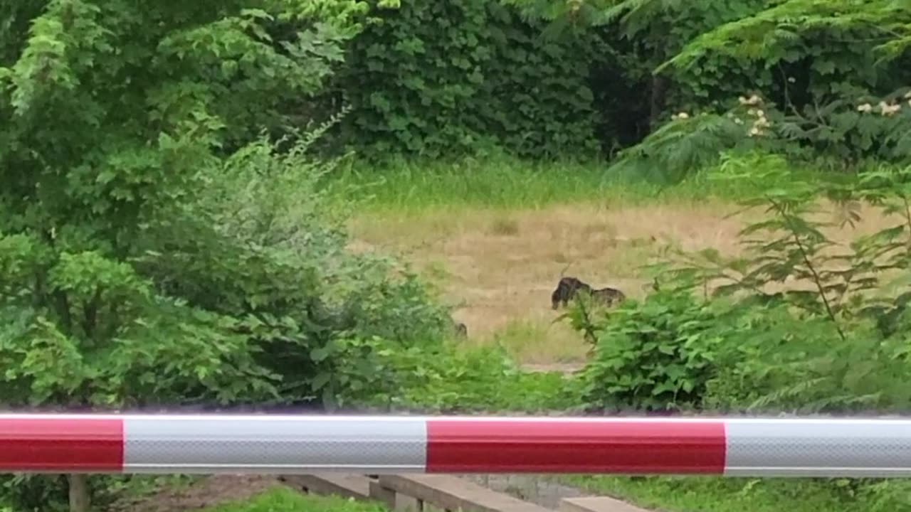 Black Bear Family Play In Gatlinburg Field