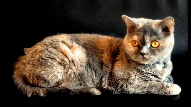 cute cats videos viral #C_09 | Cute cat videos | cute cats | Funny cats | omg funny cat videos