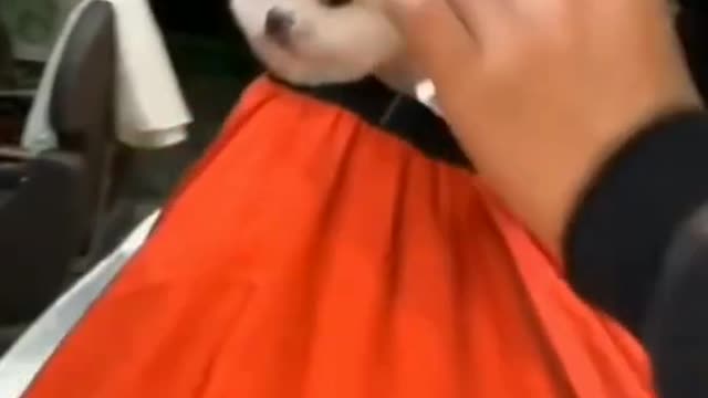 pomarenian dog haircuts--pomeranian dog haircuts in salon--pomeranian puppies (1)