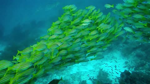 BEAUTY OF UNDERWATER WORLD SEALIFE VIDEO #7